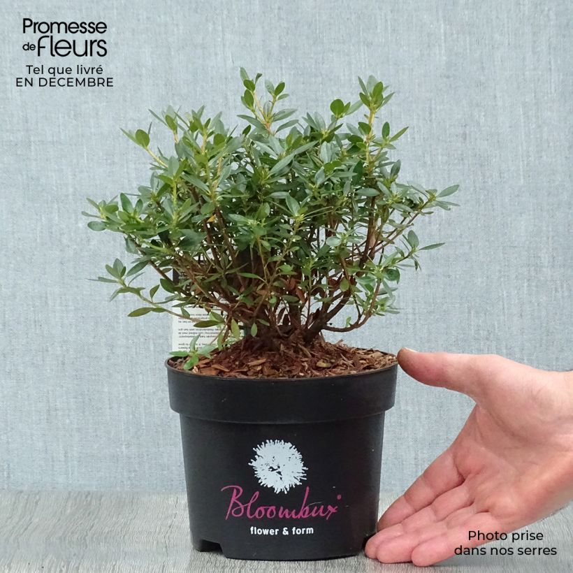 Spécimen de Rhododendron Bloombux Pot de 2L/3L tel que livré en hiver