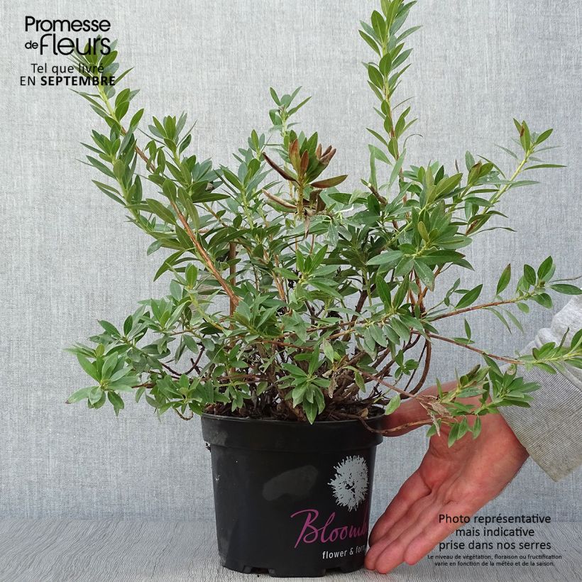 Spécimen de Rhododendron Bloombux Pot de 2L/3L tel que livré en automne