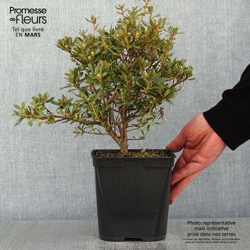 Spécimen de Rhododendron Blue Silver - Rhododendron nain Pot de 3L/4L tel que livré en hiver