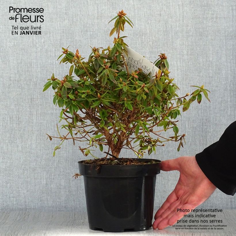 Spécimen de Rhododendron Blue Tit Pot de 2L/3L tel que livré en hiver