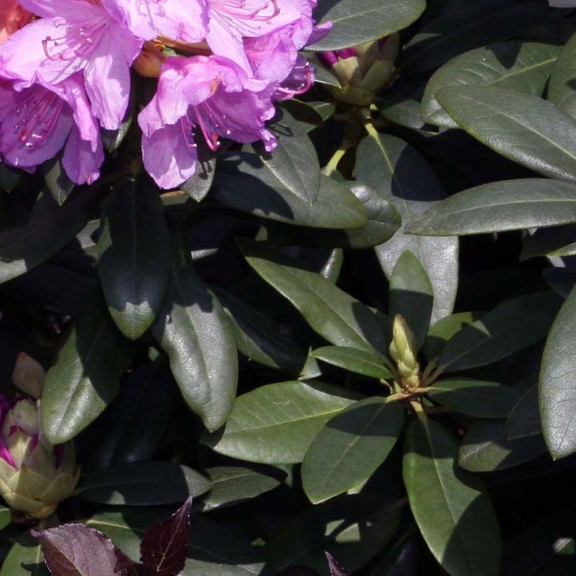 Rhododendron catawbiense Grandiflorum - Grand rhododendron (Feuillage)