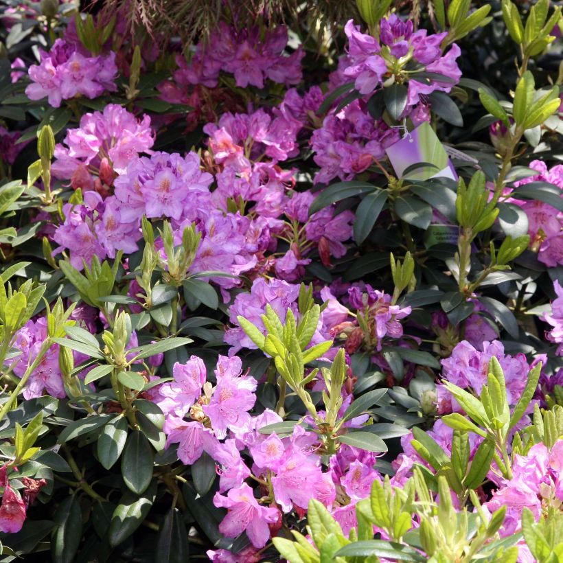 Rhododendron catawbiense Grandiflorum - Grand rhododendron (Floraison)