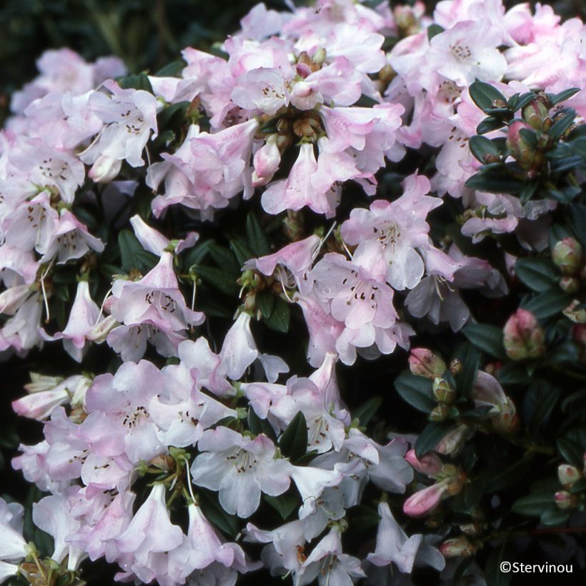 Rhododendron Cilpinense  (Port)