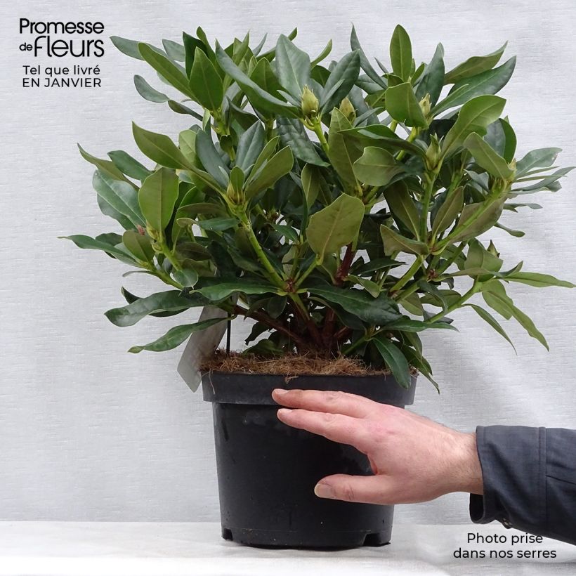 Spécimen de Rhododendron Cunningham's White Pot de 4L/5L tel que livré en hiver