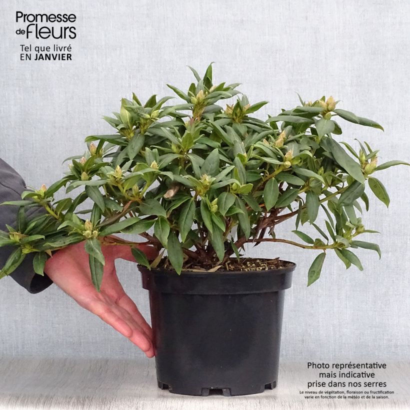 Spécimen de Rhododendron Dora Amateis - Rhododendron nain Pot de 3L/4L tel que livré en hiver