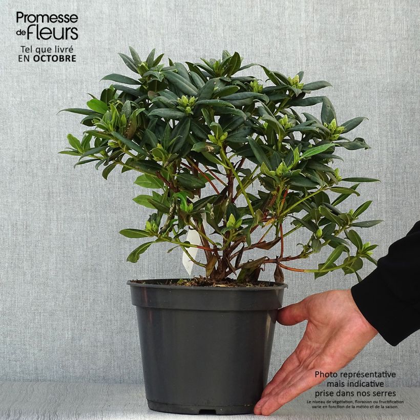 Spécimen de Rhododendron Dora Amateis - Rhododendron nain Pot de 3L/4L tel que livré en automne