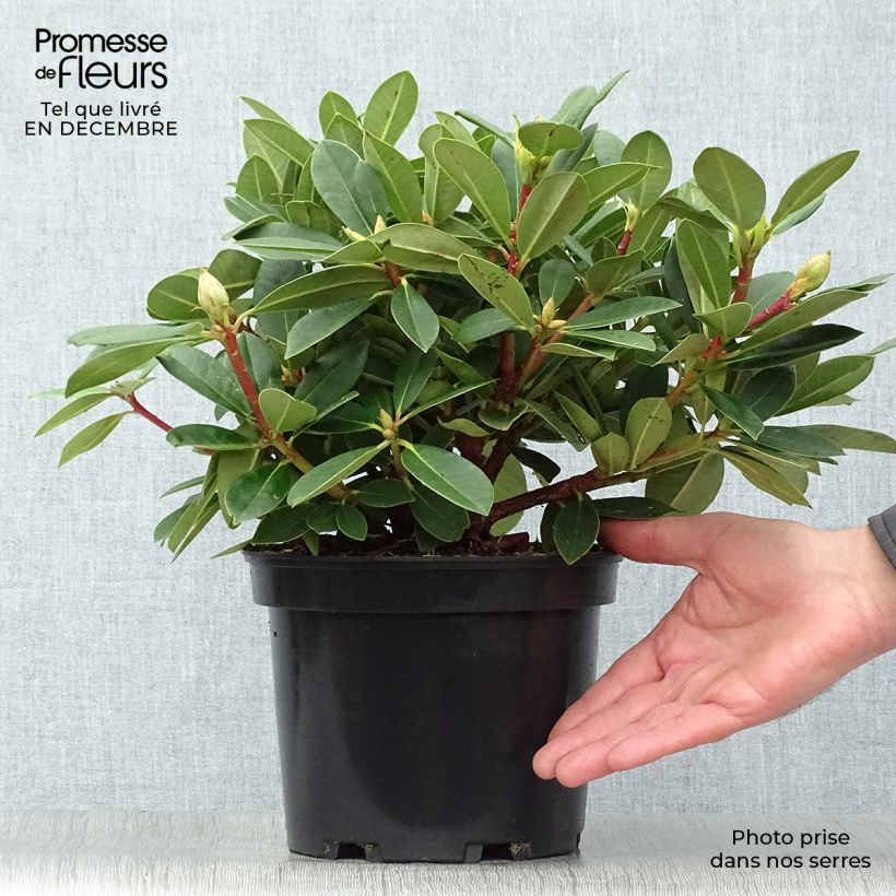 Spécimen de Rhododendron Dream Land - Rhododendron nain Pot de 3L/4L tel que livré en hiver