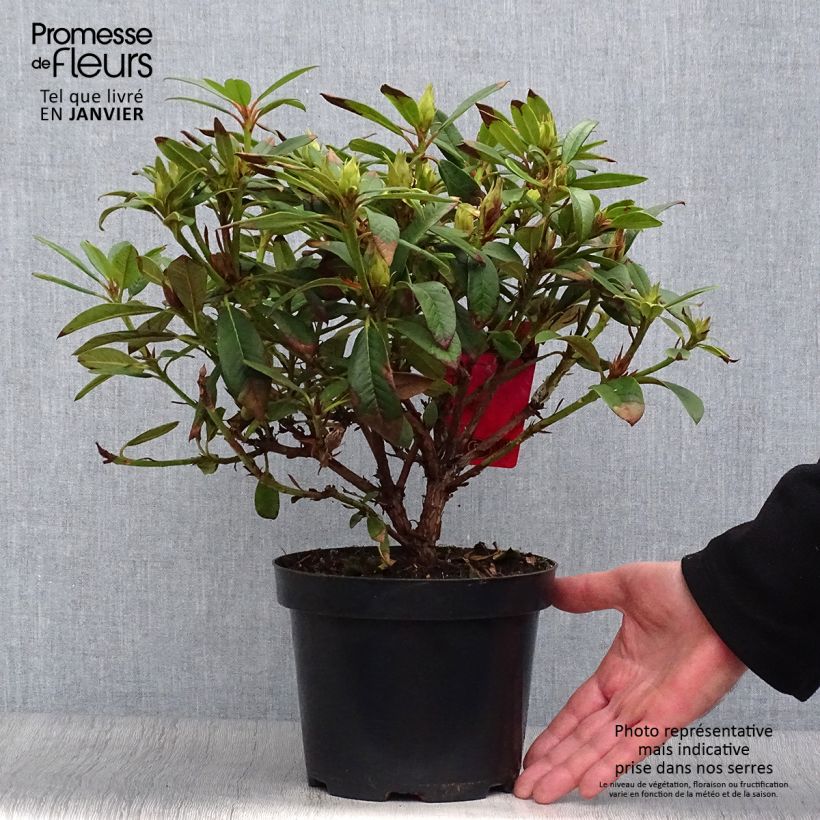 Spécimen de Rhododendron Elizabeth Red Foliage Pot de 2L/3L tel que livré en hiver