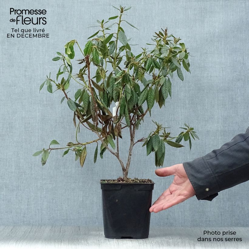 Spécimen de Rhododendron Fragrantissimum - Rhododendron nain parfumé Pot de 3L/4L tel que livré en hiver