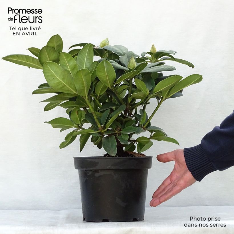 Spécimen de Rhododendron Germania - Grand Rhododendron Pot de 4L/5L tel que livré au printemps