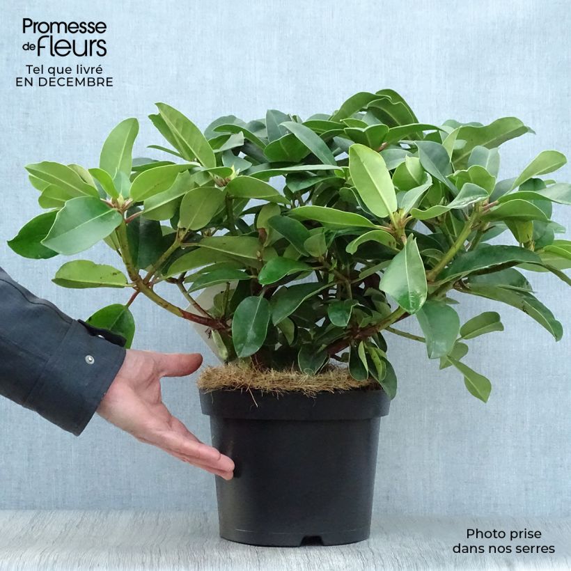 Spécimen de Rhododendron Germania - Grand Rhododendron Pot de 4L/5L tel que livré en hiver