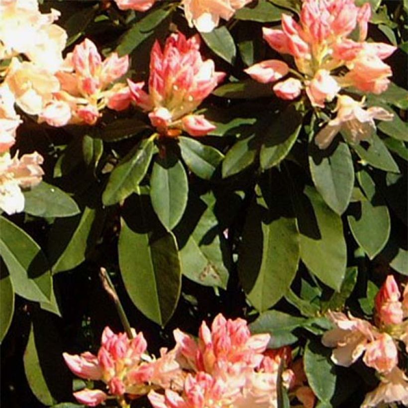 Rhododendron Golden Torch - Rhododendron nain (Feuillage)