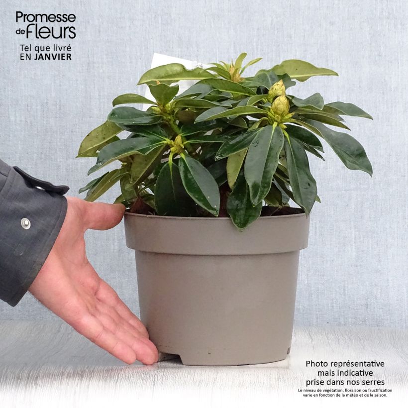 Spécimen de Rhododendron Golden Torch - Rhododendron nain Pot de 3L/4L tel que livré en hiver