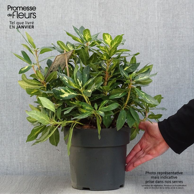 Spécimen de Rhododendron Goldflimmer Pot de 3L/4L tel que livré en hiver