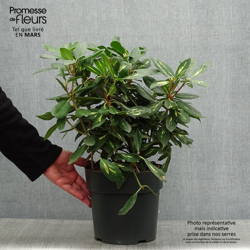 Spécimen de Rhododendron Goldflimmer Pot de 3L/4L tel que livré au printemps