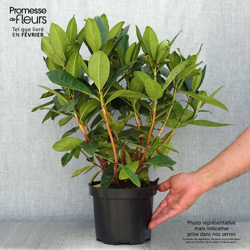 Spécimen de Rhododendron Gomer Waterer Pot de 3L/4L tel que livré en automne