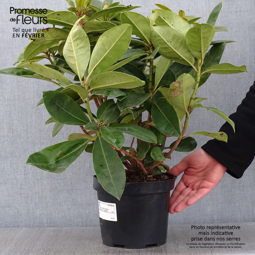 Spécimen de Rhododendron Gomer Waterer Pot de 3L/4L tel que livré en hiver