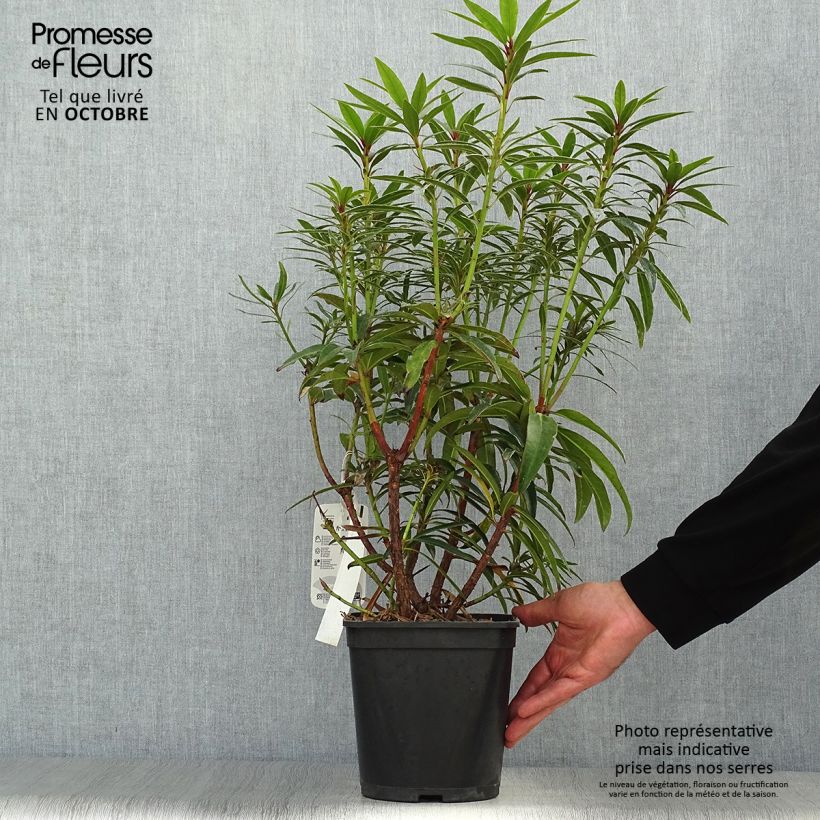 Spécimen de Rhododendron Graziella - Grand Rhododendron Pot de 3L/4L tel que livré en automne