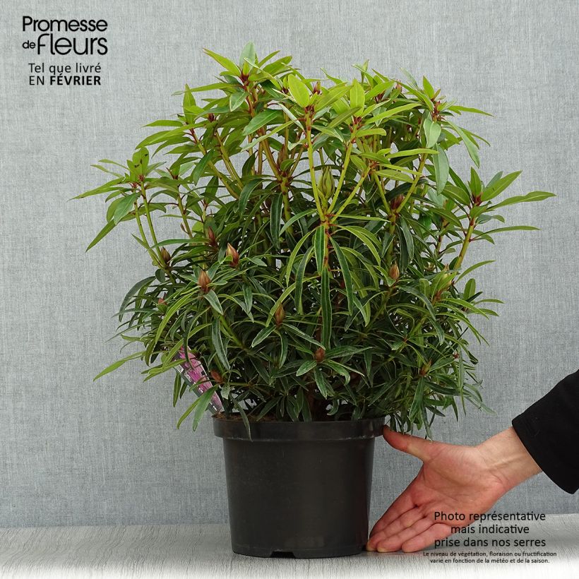 Spécimen de Rhododendron Graziella - Grand Rhododendron Pot de 3L/4L tel que livré en hiver