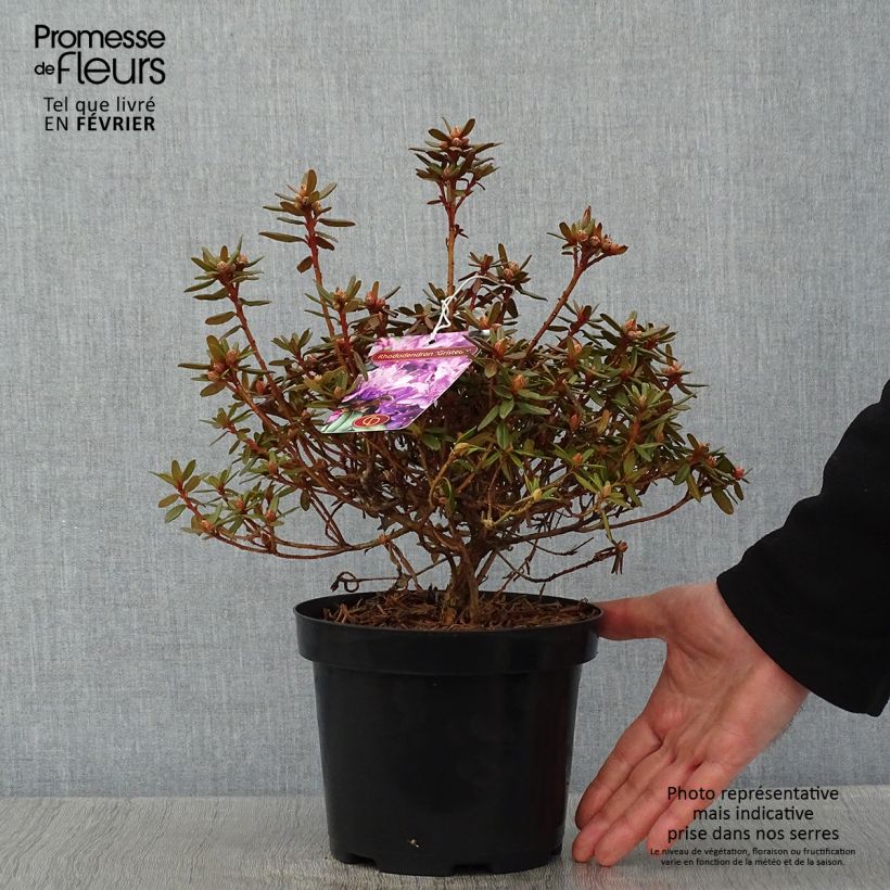 Spécimen de Rhododendron Gristede Pot de 2L/3L tel que livré en hiver