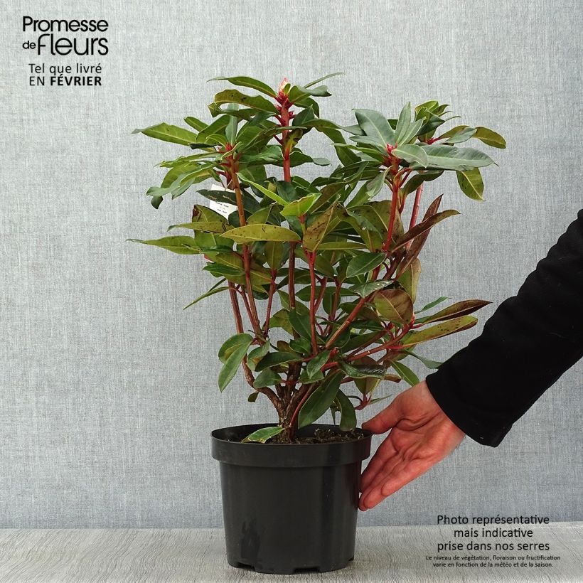 Spécimen de Rhododendron Halfdan Lem Pot de 4L/5L tel que livré en hiver