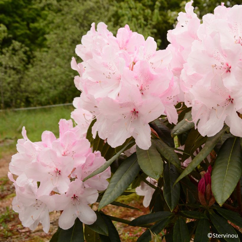 Rhododendron Halopeanum' (Flowering)