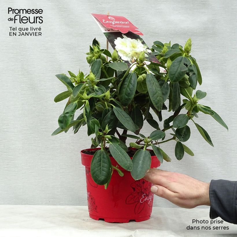 Spécimen de Rhododendron Inkarho Bellini Pot de 4L/5L tel que livré en hiver
