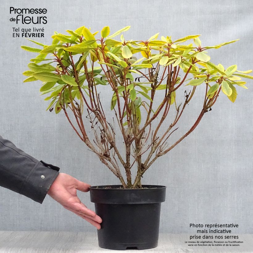 Spécimen de Rhododendron Inkarho Bernstein Pot de 4L/5L tel que livré en hiver