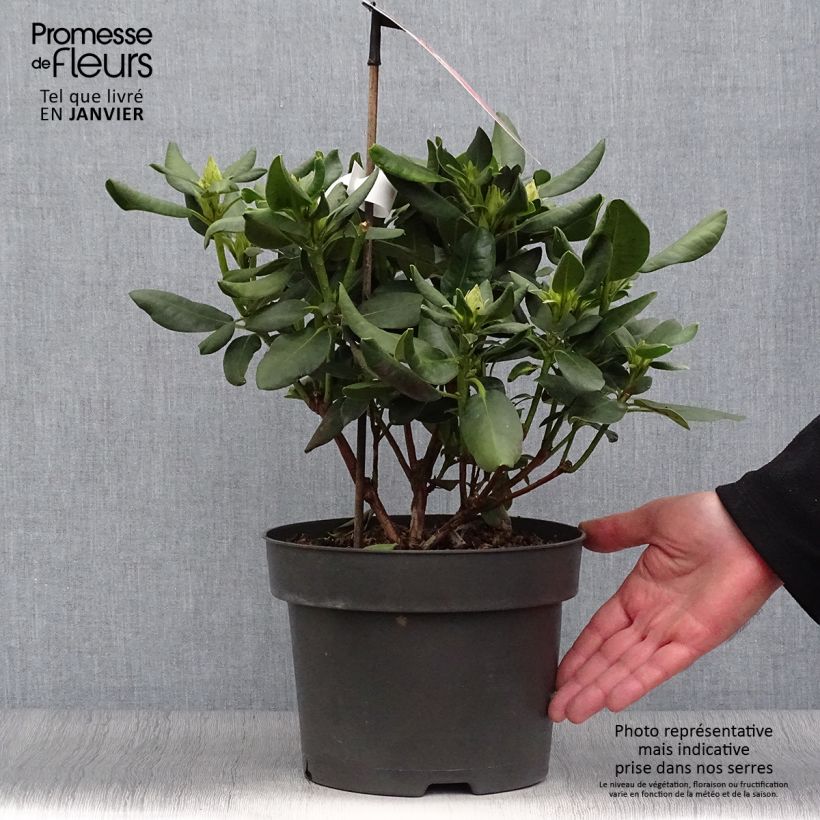 Spécimen de Rhododendron Inkarho  Brasilia Pot de 4L/5L tel que livré en hiver