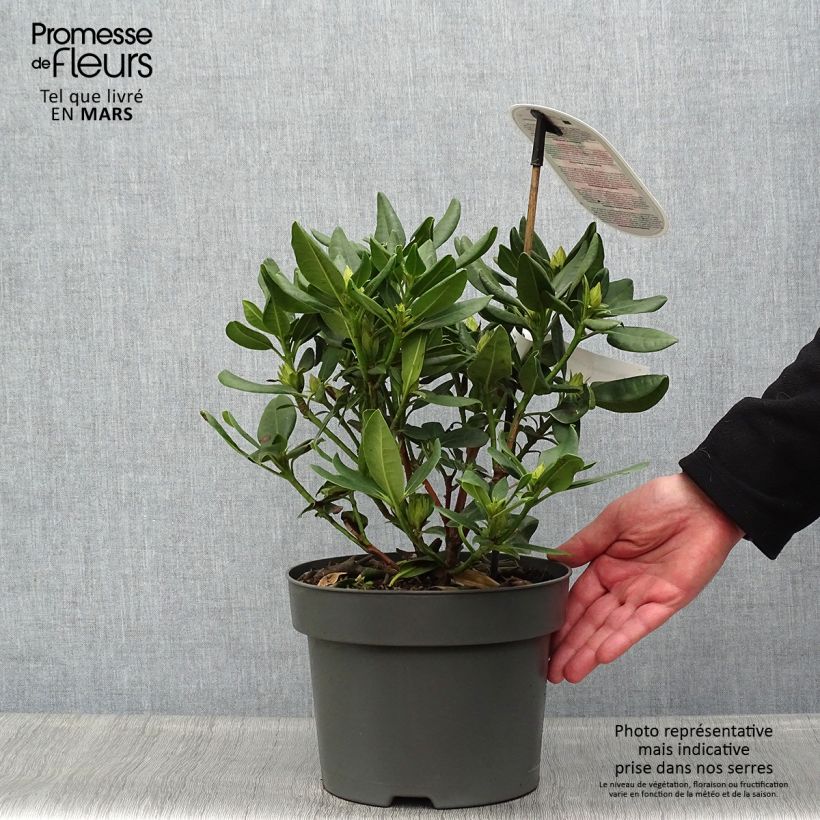 Spécimen de Rhododendron Inkarho  Brasilia Pot de 4L/5L tel que livré au printemps