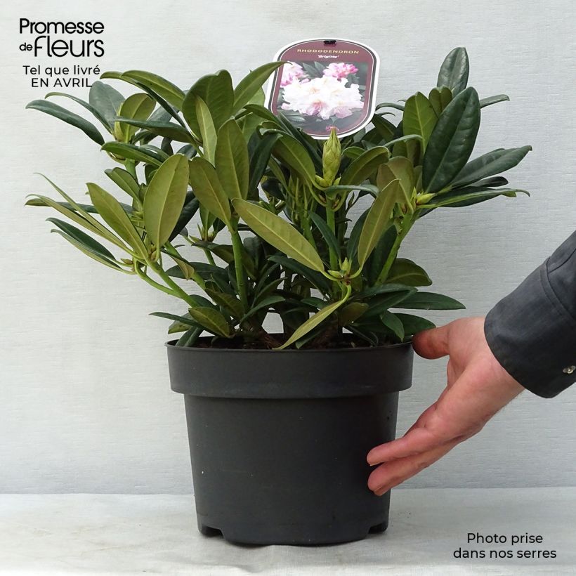 Spécimen de Rhododendron Inkarho Brigitte Pot de 4L/5L tel que livré au printemps