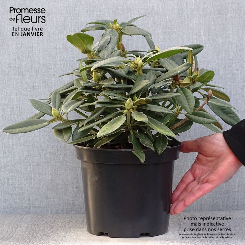 Spécimen de Rhododendron Inkarho Brigitte Pot de 4L/5L tel que livré en hiver