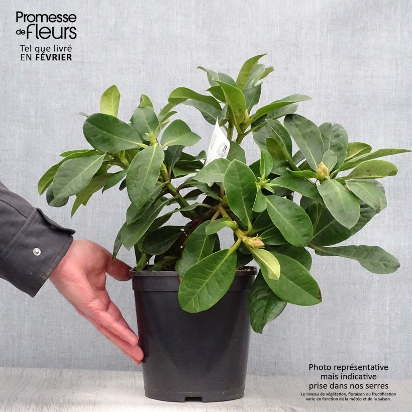 Spécimen de Rhododendron Inkarho Furnivall's Daughter Pot de 3L/4L tel que livré en hiver