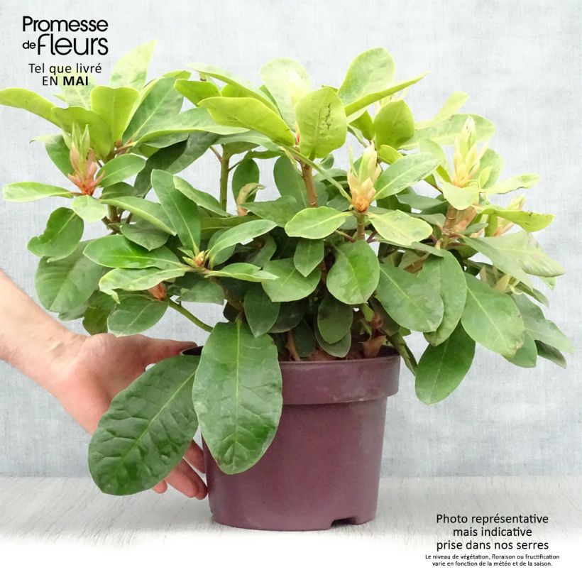 Spécimen de Rhododendron Inkarho Furnivall's Daughter Pot de 3L/4L tel que livré au printemps