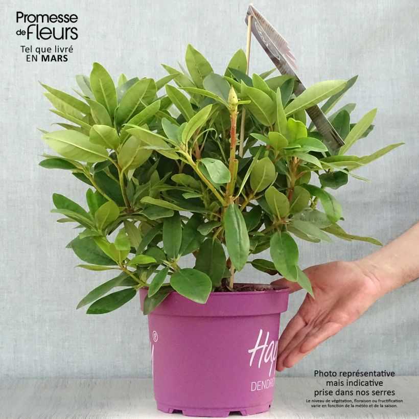 Spécimen de Rhododendron Inkarho Happydendron Pushy Purple Pot de 4L/5L tel que livré au printemps