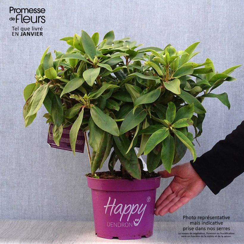 Spécimen de Rhododendron Inkarho Happydendron Pushy Purple Pot de 4L/5L tel que livré en hiver