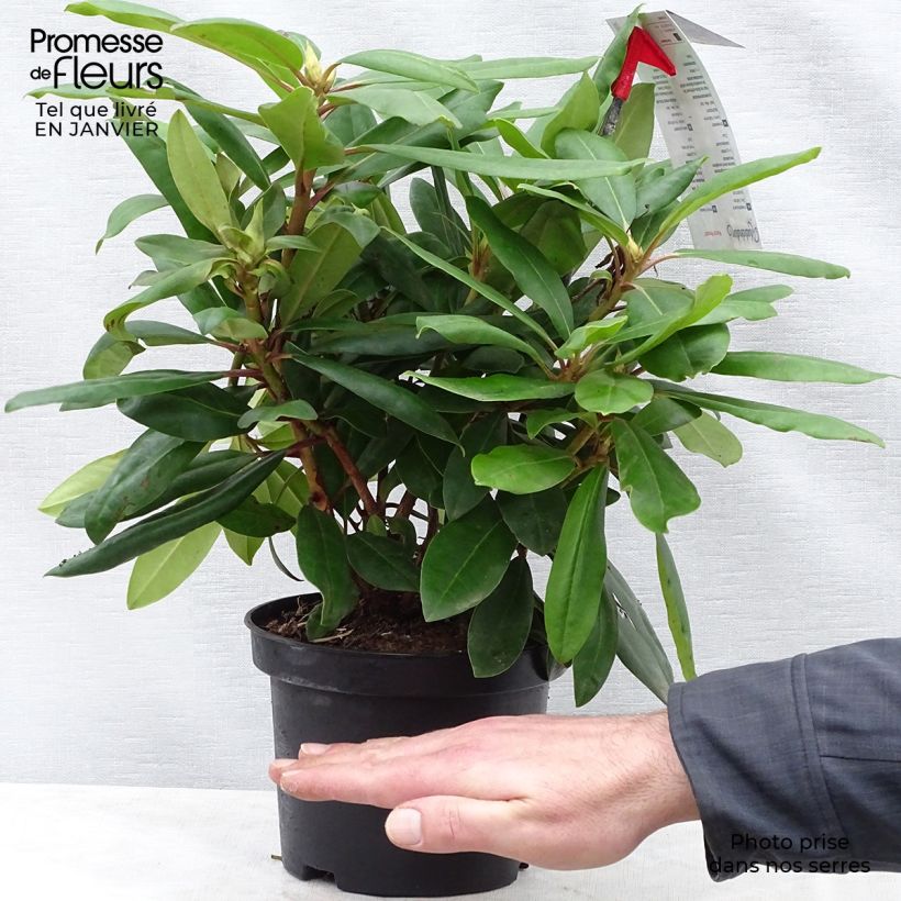 Spécimen de Rhododendron Inkarho Marcel Ménard Pot de 4L/5L tel que livré en hiver