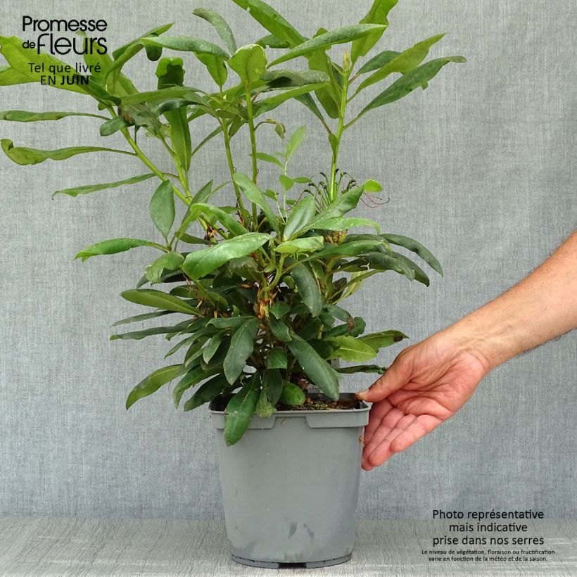Spécimen de Rhododendron Inkarho Marcel Ménard Pot de 4L/5L tel que livré en été