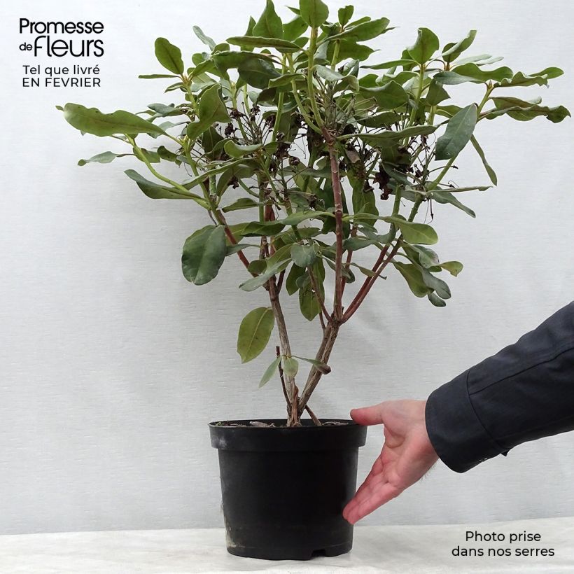 Spécimen de Rhododendron Inkarho  Nova Zembla Pot de 4L/5L tel que livré en hiver