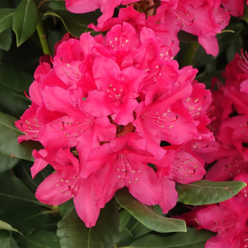 Rhododendron Inkarho  Nova Zembla (Floraison)