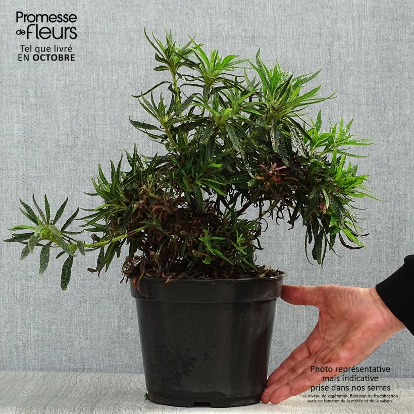 Spécimen de Rhododendron Linearifolium - Rhododendron nain Pot de 4L/5L tel que livré en automne