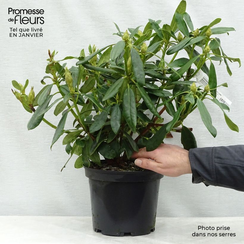 Spécimen de Rhododendron Madame Masson - Grand Rhododendron Pot de 4L/5L tel que livré en hiver