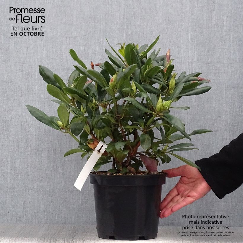 Spécimen de Rhododendron Marcel Ménard  Pot de 3L/4L tel que livré en automne