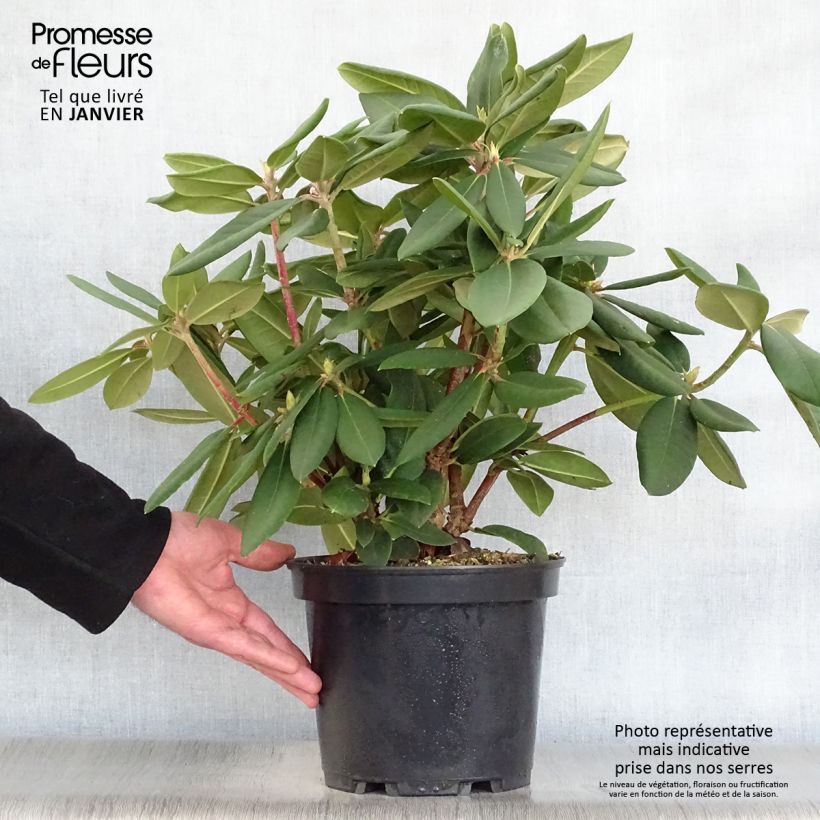 Spécimen de Rhododendron Melville - Grand Rhododendron Pot de 3L/4L tel que livré en hiver