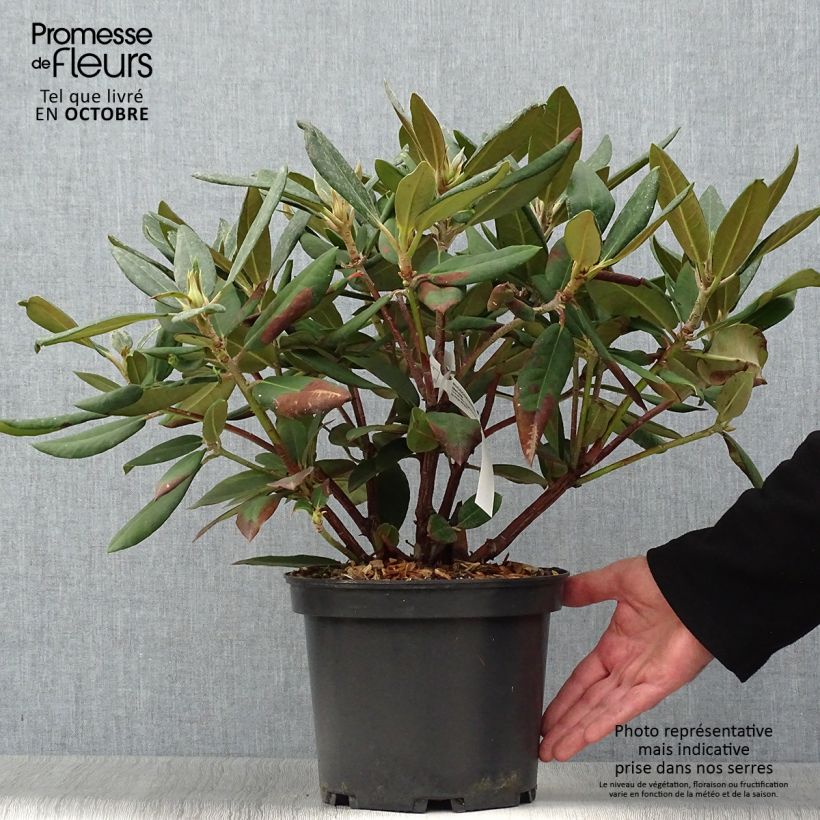 Spécimen de Rhododendron Melville - Grand Rhododendron Pot de 3L/4L tel que livré en automne
