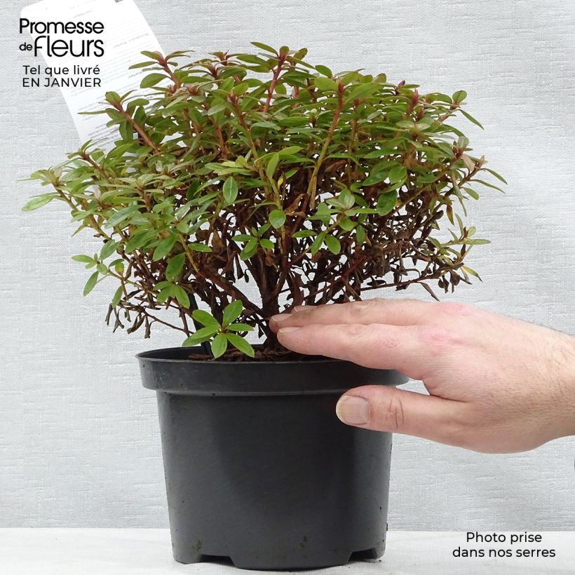 Spécimen de Rhododendron Moerheim - Rhododendron nain Pot de 2L/3L tel que livré en hiver