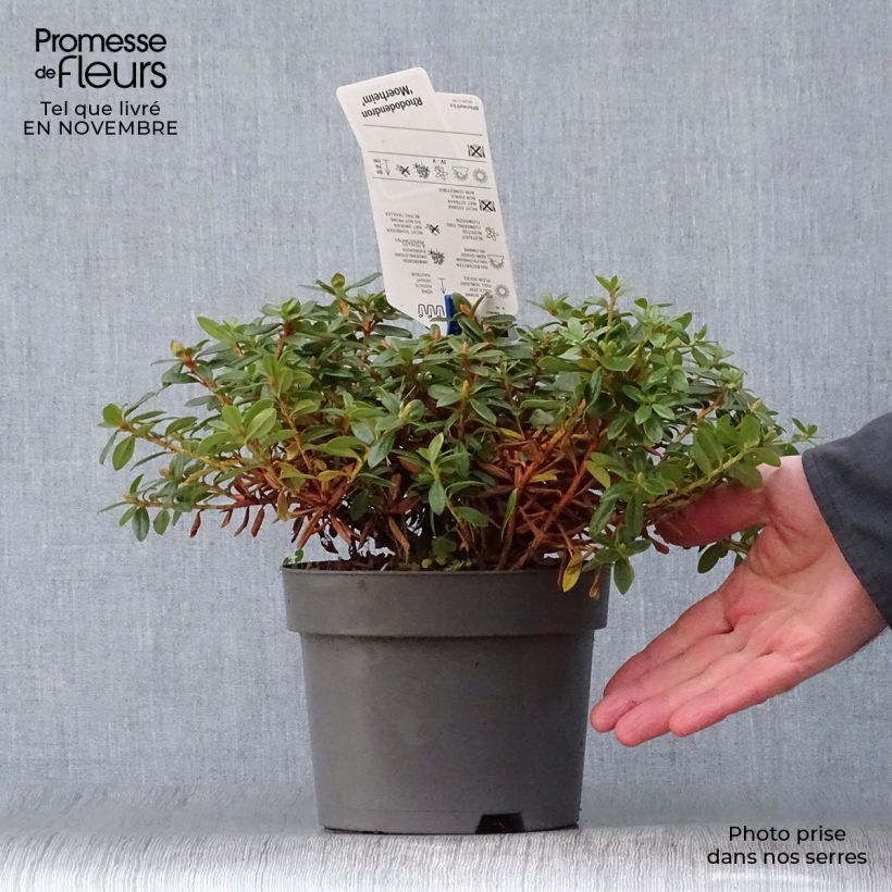 Spécimen de Rhododendron Moerheim - Rhododendron nain Pot de 2L/3L tel que livré en automne