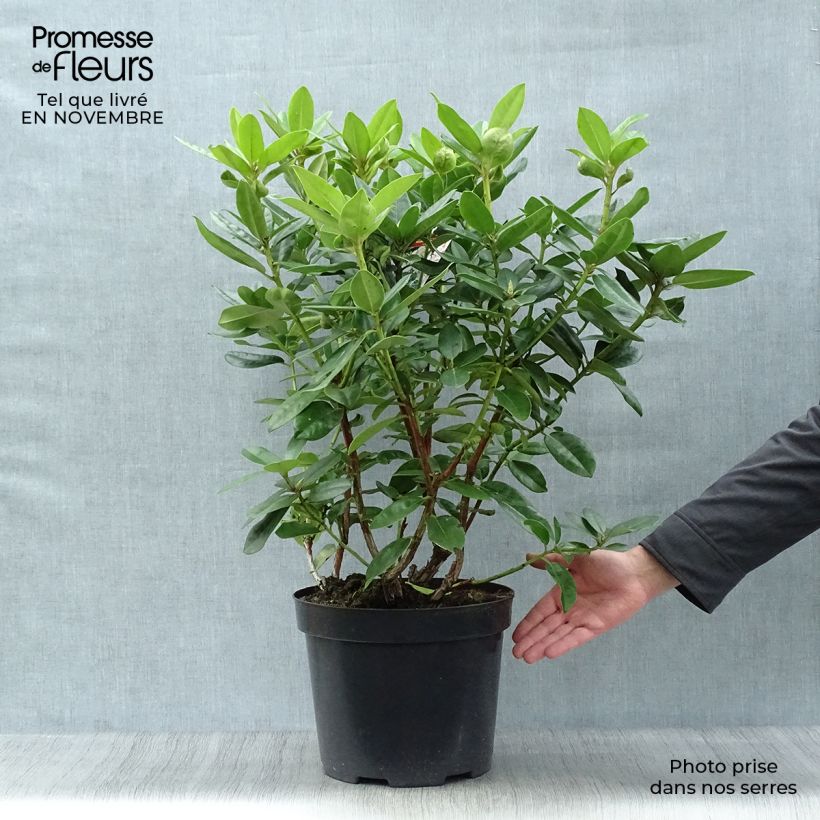 Spécimen de Rhododendron Mrs T.H. Lowinsky Pot de 7,5L/10L tel que livré en automne