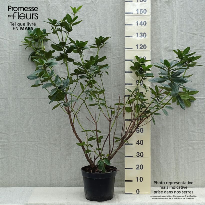 Rhododendron Mrs T.H. Lowinsky 7.5L/10L pot sample as delivered in spring