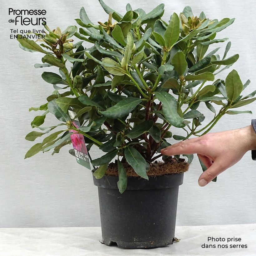 Spécimen de Rhododendron Nova Zembla - Grand Rhododendron Pot de 4L/5L tel que livré en hiver